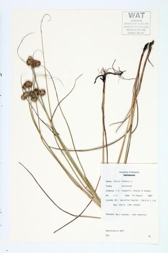 Knotted Rush specimen