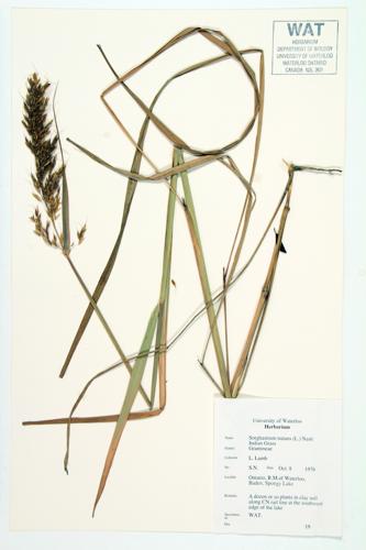 Indian Grass; Pure Indian Grass specimen