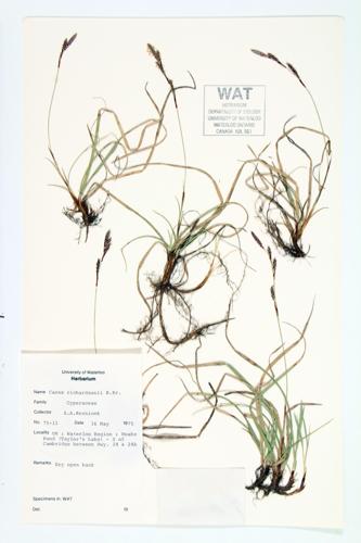 Richardson's Sedge; Prairie Hummock Sedge  specimen