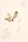 Common Silverweed specimen