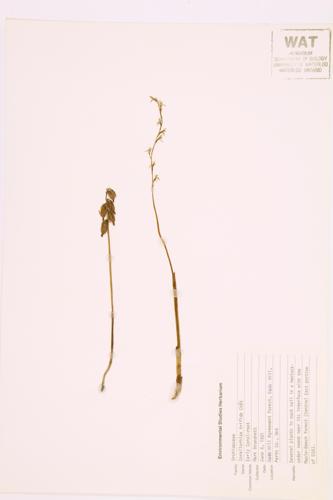 Early Coral-root; Three-parted Coral-root specimen