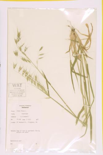 Common Wild Oat specimen