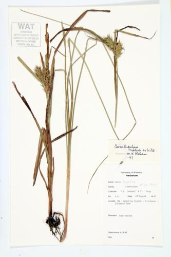 Knobbed Hop Sedge; Hop-like Sedge; Common Hop Sedge specimen