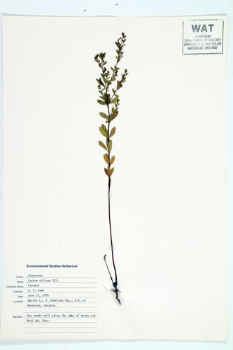 Hairy Pinweed; Large Pinweed specimen