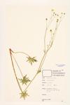 Tall Buttercup; Meadow Buttercup specimen