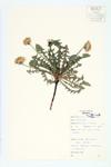 Common Dandelion; Blowball specimen