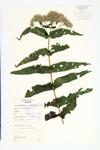 Common Boneset; Boneset; Perfoliate Thoroughwort specimen