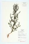 White Goosefoot; Lamb's Quarters; Common Lambsquarters specimen