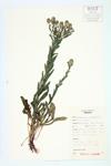 Cow-grass; Field Cress; Field Pepperweed specimen