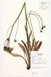 Hawkweed specimen