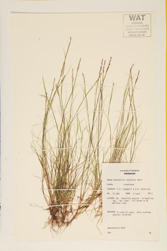 Overlooked Dropseed; Small Rush Grass specimen