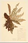 Fragrant Wood Fern; Fragrant Shield Fern specimen