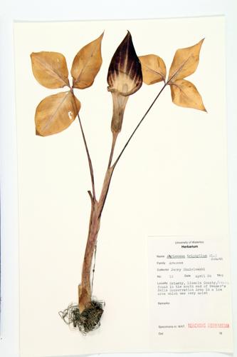 Jack-in-the-pulpit; Indian Turnip specimen