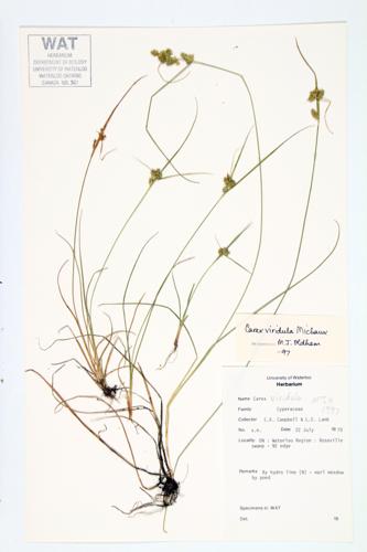 Green Sedge specimen