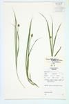 Oval-headed Sedge; SHort-headed Bracted Sedge; Oval-Leaf Sedge specimen