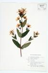 Great St. John's-wort specimen