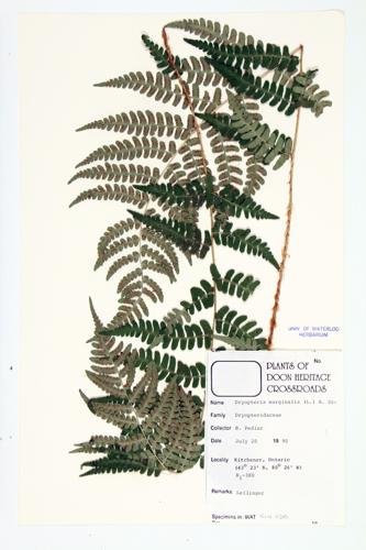 Marginal Wood Fern; Marginal Shield Fern  specimen