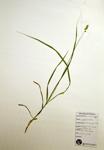 Bur-reed Sedge specimen