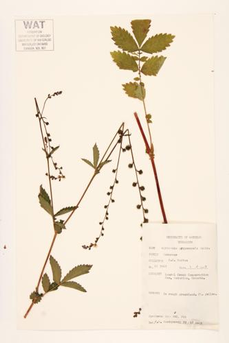 Agrimony; Tall Hairy Agrimony; Tall Agrimony specimen