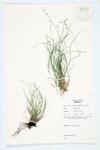 Straight-styled Wood Sedge; Radiate Sedge; Eastern Star Sedge specimen