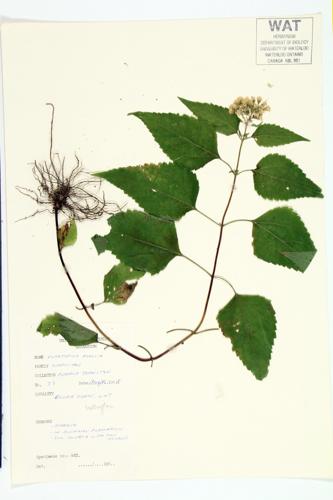 White Snakeroot specimen