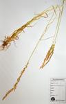 White cut grass specimen