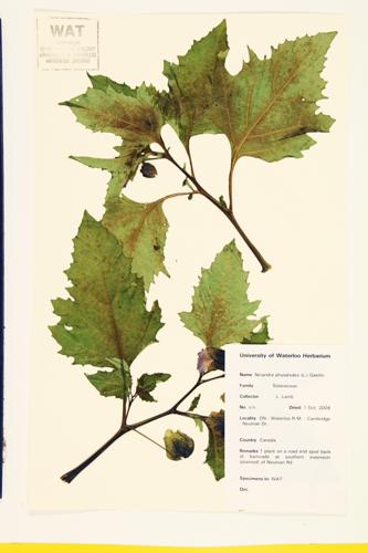 Shoofly-plant; Apple-of-Peru; Physalis-like Apple-of-Peru specimen