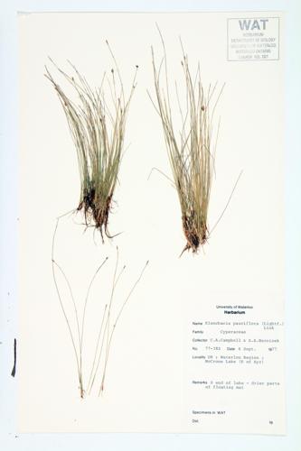 Few Flowered Spike Rush; Few-flowered Spike-rush;  Few-flowered Club-rush  specimen