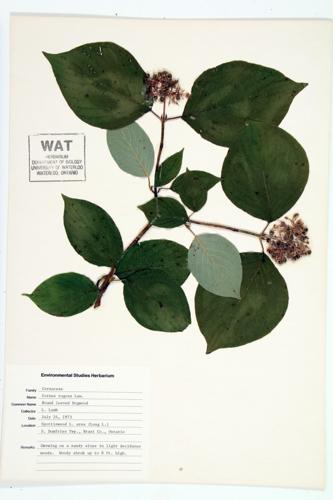 Round-leaved Dogwood specimen