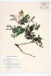 Virginia Goat's Rue; Cat-gut specimen