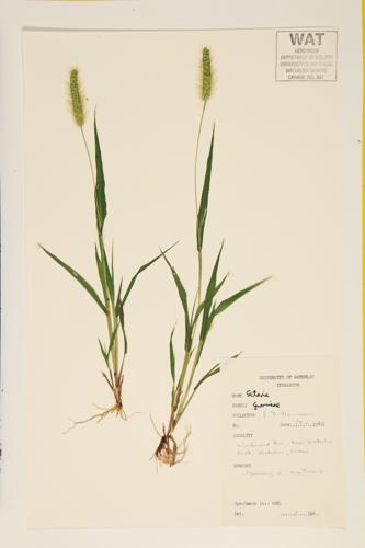 Bristlegrass specimen