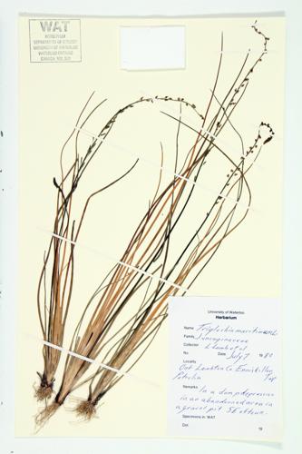 Sea Arrowgrass specimen