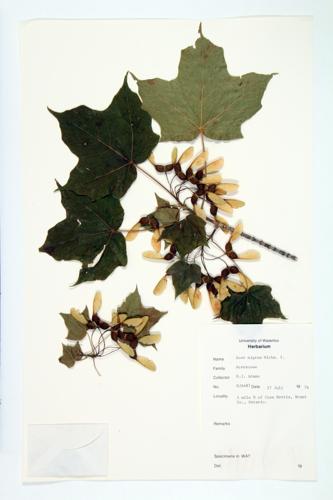 Black Maple  specimen