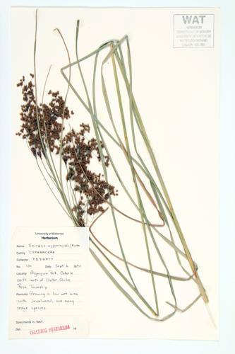 Wool-grass; Black-sheathed Bulrush specimen