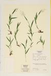 Acuminate Panic Grass specimen