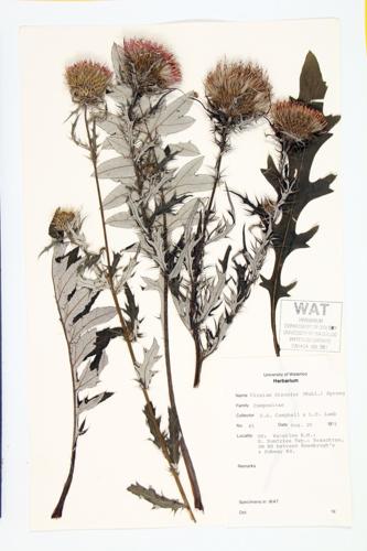 Field Thistle specimen