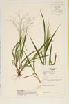 Wood Witch Grass; Common Panic Grass specimen