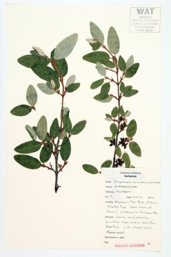 Canada Soapberry; Rabbit-berry specimen