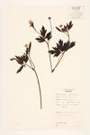 Swamp Buttercup specimen