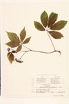 Virginia creeper; Five-leaved Virginia-creeper; American Ivy  specimen