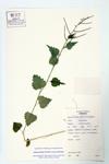 Garlic Mustard specimen