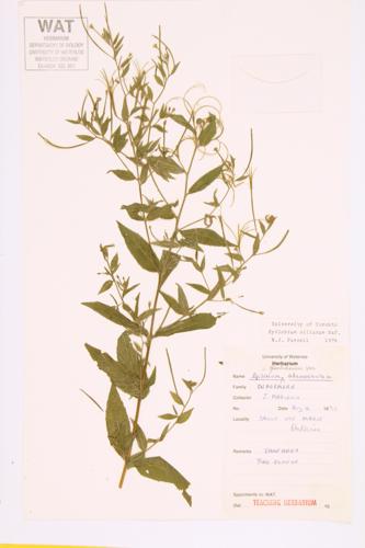 Northern Willow-herb  specimen