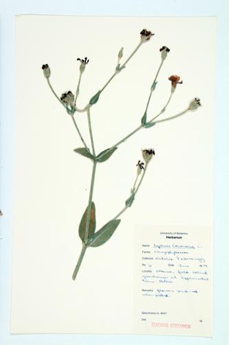 Rose Campion; Mullein Pink  specimen