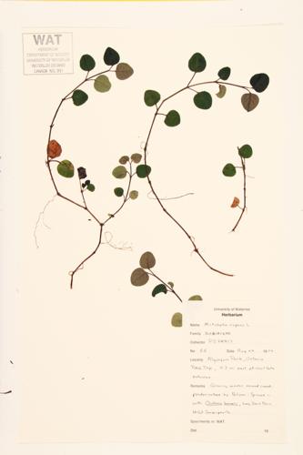 Creeping Partridge Berry; Twinberry specimen