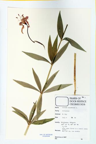 Canada Lily; Wild Yellow Lily; Meadow Lily specimen