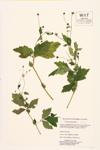 Cloveroot; Wood Avens; Herb Bennet specimen