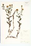 Curlycup Gumweed; Curly Cup Gumweed; Broad-leaved Gum-plant specimen