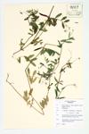 Spring Vetch specimen