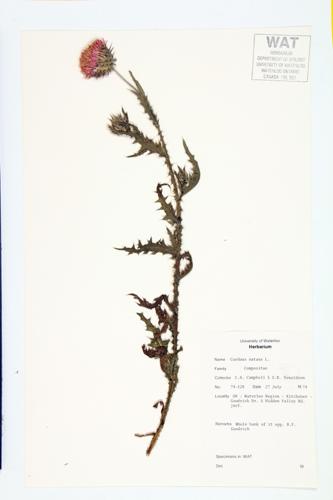 Musk Thistle; Nodding Thistle  specimen