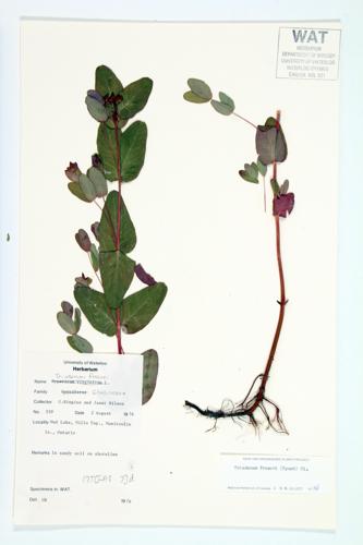 Marsh St. John's-wort; Fraser's St. John's-wort specimen